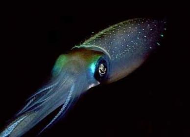 perina_squid.jpg