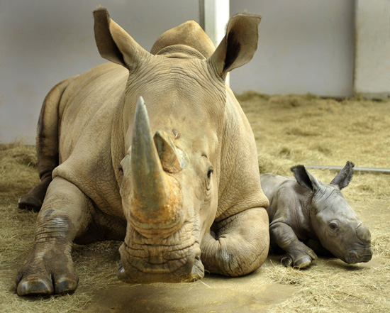 rhino-baby-1-10SMALL.jpg