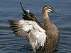duck.jpg (52.41 KiB) Viewed 5535 times duck.jpg