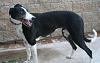 Greyhound_Kelsos_Ma_Barker-_3big.jpg