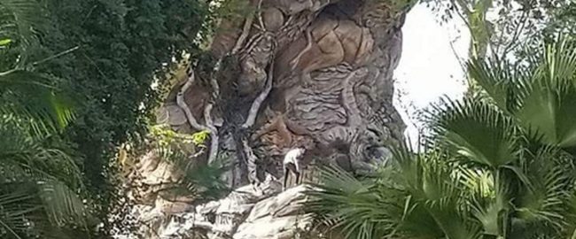 Guests climb Tree of Life at Disney Animal Kingdom