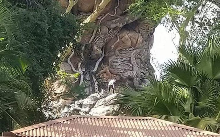 Guests climb Tree of Life at Disney Animal Kingdom
