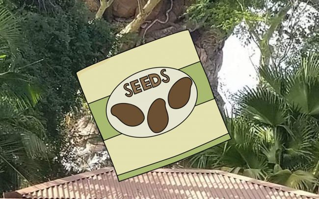 Guests climb Tree of Life at Disney Animal Kingdom plus a seed packe