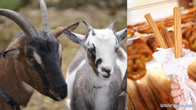 Goats and churros collide at Disneyland Park.