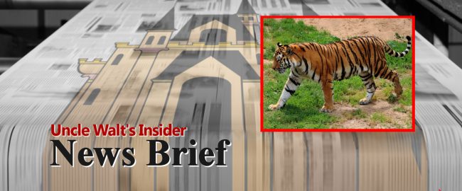 News Brief - it's a story about a tiger! Pretty tiger!
