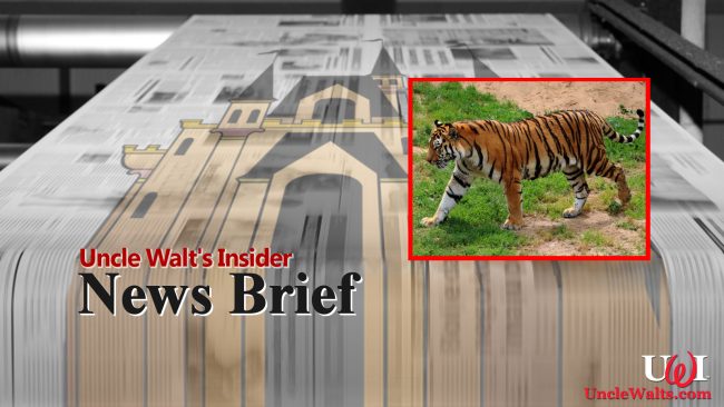 News Brief - it's a story about a tiger! Pretty tiger!