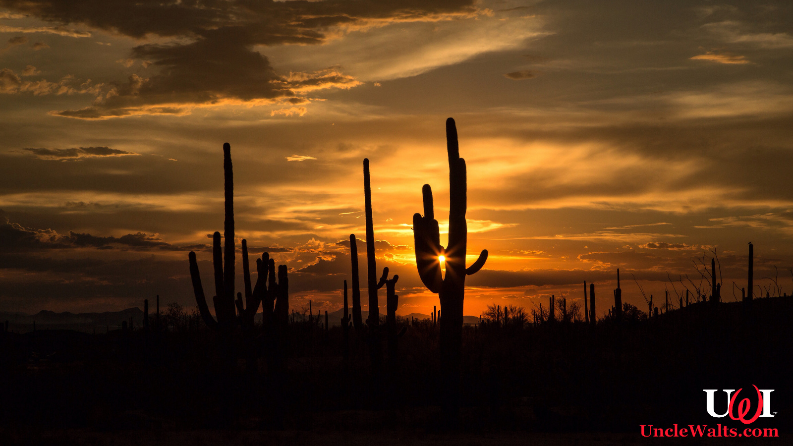 Take your California vacation in Arizona! Photo by Cindy Devin [CC BY 2.0] via Flikr.