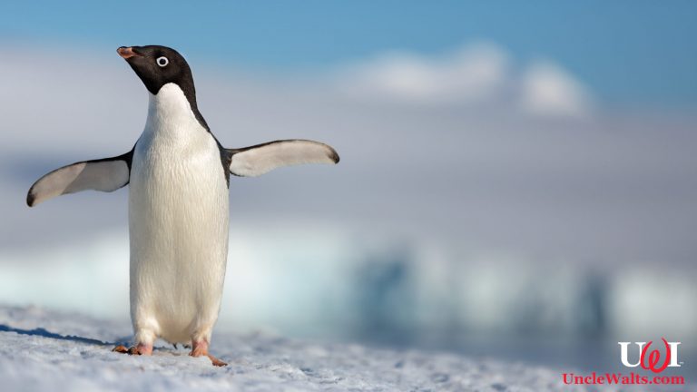Disneynature's all-new feature film "Penguins" is a coming-of-age story about an Adélie penguin named Steve who joins millions of fellow males in the icy Antarctic spring on a quest to build a suitable nest, find a life partner and start a family. None of it comes easily for him, especially considering he's targeted by everything from killer whales to leopard seals, who unapologetically threaten his happily ever after. From the filmmaking team behind "Bears" and "Chimpanzee," Disneynature's "Penguins" opens in theaters nationwide in time for Earth Day 2019. Photo © 2018 Disney.