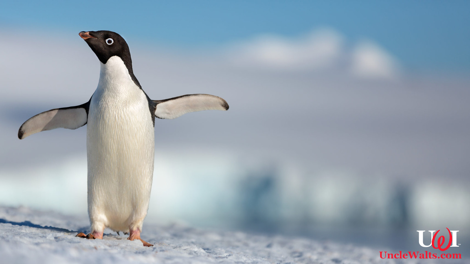 Disneynature's all-new feature film "Penguins" is a coming-of-age story about an Adélie penguin named Steve who joins millions of fellow males in the icy Antarctic spring on a quest to build a suitable nest, find a life partner and start a family. None of it comes easily for him, especially considering he's targeted by everything from killer whales to leopard seals, who unapologetically threaten his happily ever after. From the filmmaking team behind "Bears" and "Chimpanzee," Disneynature's "Penguins" opens in theaters nationwide in time for Earth Day 2019. Photo © 2018 Disney.