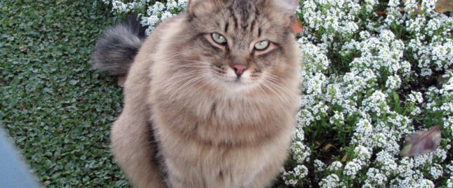 Lucifer, the first feral cat named Disneyland Ambassador. Photo by Jean [CC BY 2.0] via Flickr.