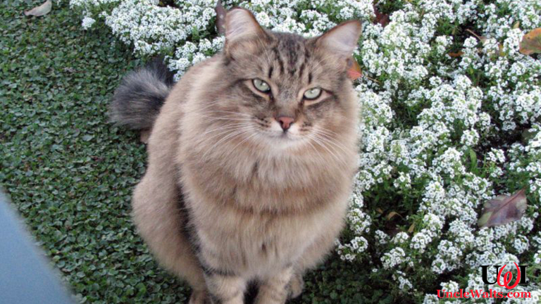 Lucifer, the first feral cat named Disneyland Ambassador. Photo by Jean [CC BY 2.0] via Flickr.