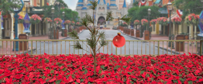The Magic Kingdom's 65-foot-tall Christmas tree has just been planted.