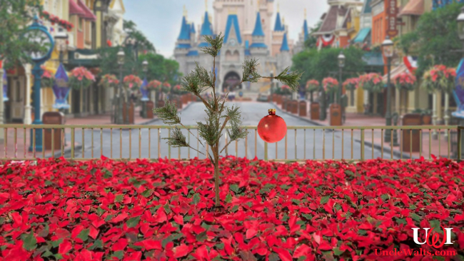 The Magic Kingdom's 65-foot-tall Christmas tree has just been planted.