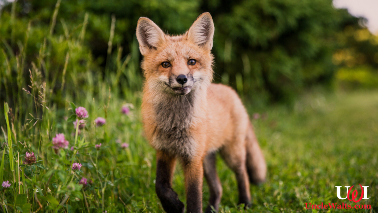 A $71 Billion Fox. Photo [CC0] via Pxhere.