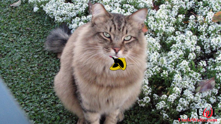 Disneyland Ambassador Lucifer, post-prandium. Photo by Jean [CC BY 2.0] via Flickr.