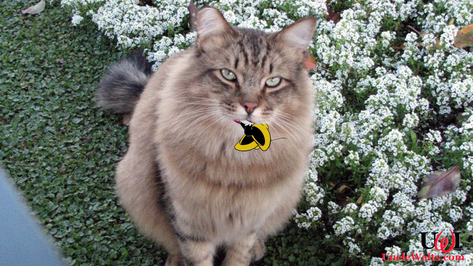 Disneyland Ambassador Lucifer, post-prandium. Photo by Jean [CC BY 2.0] via Flickr.