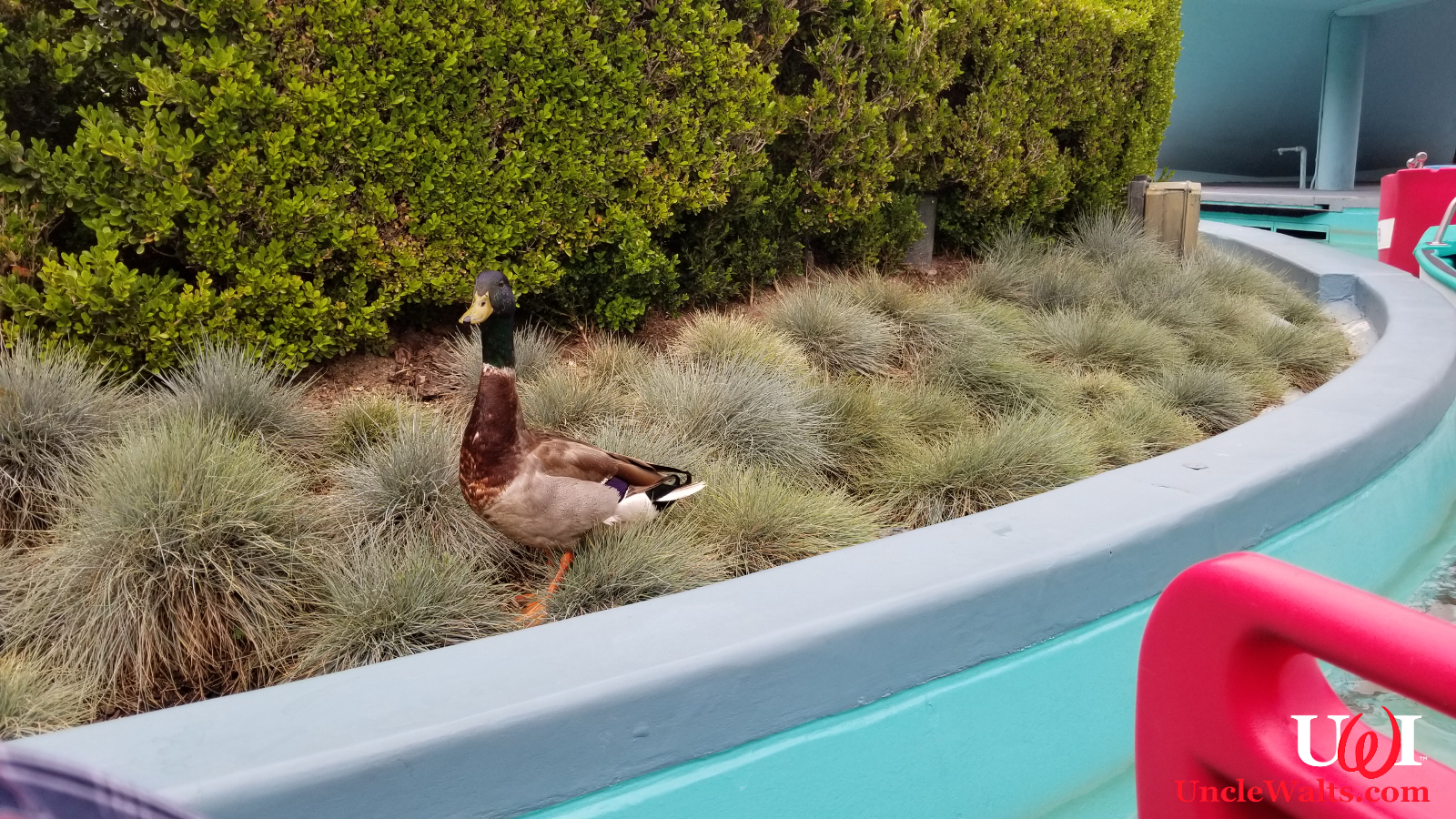 The it's a small world dock. Er, duck. Photo by Marty, used without permission.