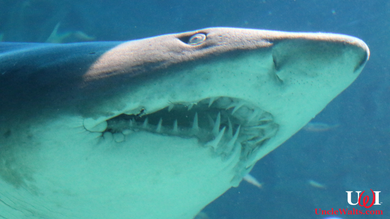 One of the new friends Blackfish supporters will meet! Photo courtesy Magda Ehlers via Pexels.