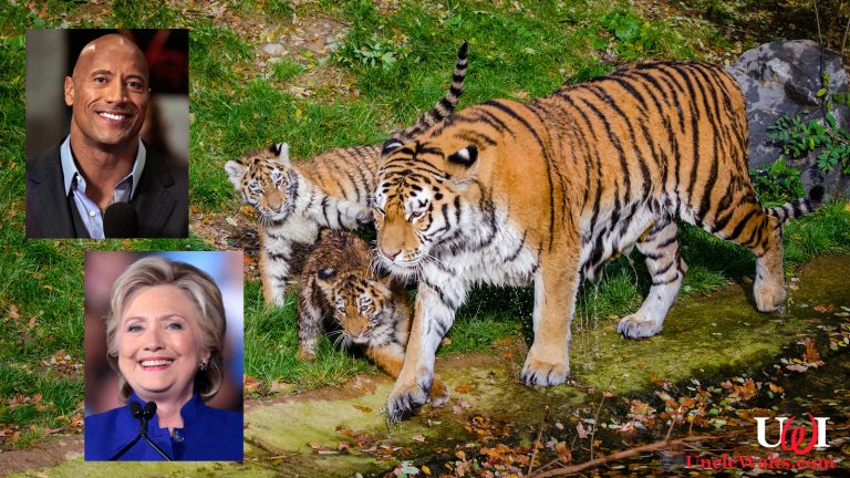 Disney's new Lion Tiger King live remake. Photo of cuddly kitty cats [Public Domain. Photo of slightly cuddly Dwayne Johnson by Eva Rinaldi [CC BY-SA 2.0] via Wikimedia. Photo of not-so-cuddly Hillary Clinton by Gage Skidmore [CC BY-SA 2.0] via Wikimedia.