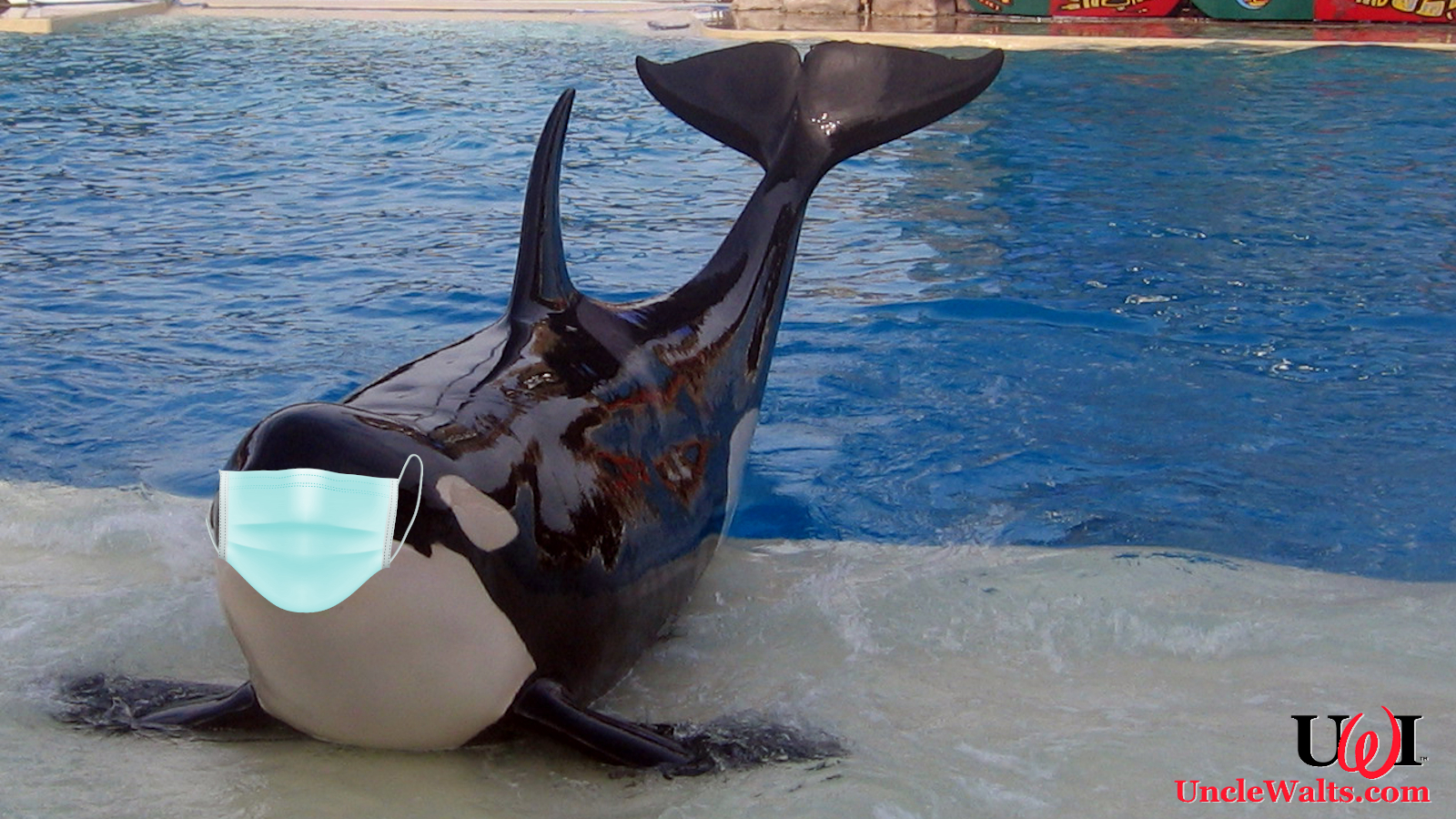 SeaWorld Orlando reopens June 11, won't sell off their animals after
