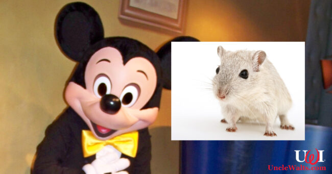 Meet Mickey's new voice! Photo by Loren Javier [CC BY-ND 2.0] via Flickr, & Pxhere.